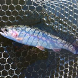 何かが起こる夕マヅメ ～大安トラウトレイク～